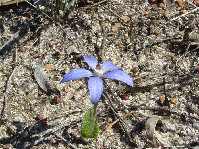 Cyanicula - orchidaceae_blue_china2.jpg